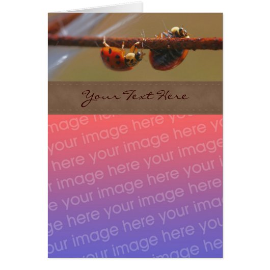 Balancing Ladybugs Nature Your Photo (Front)