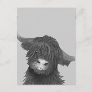 Balck and White Highland Cow Postcard