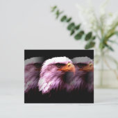 Bald American Eagle (Standing Front)