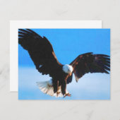 Bald American Eagle (Front/Back)