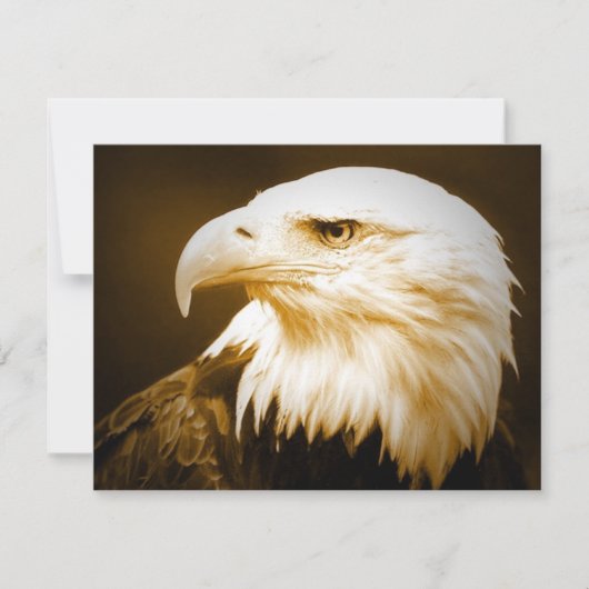 Bald American Eagle Eye (Front)