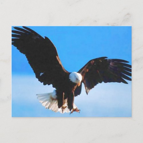 Bald American Eagle Postcard