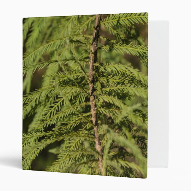 Bald Cypress Branch 3 Ring Binder (Front/Inside)