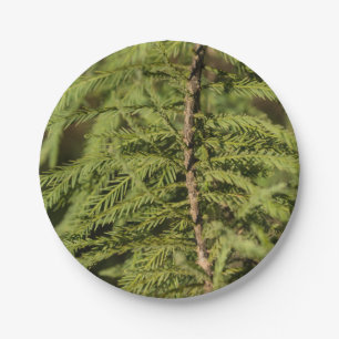 Bald Cypress Branch Paper Plates