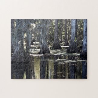 Bald Cypress