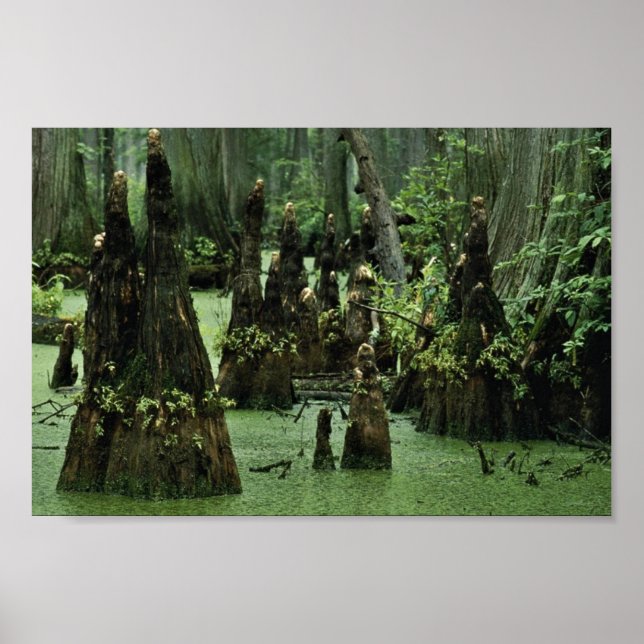 Bald cypress knees rising from swamp water poster (Front)