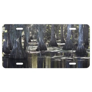 Bald Cypress
