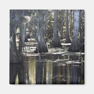 Bald Cypress