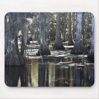 Bald Cypress