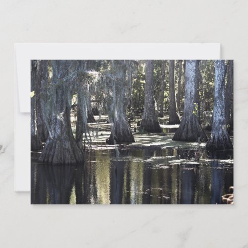 Bald Cypress Note Card