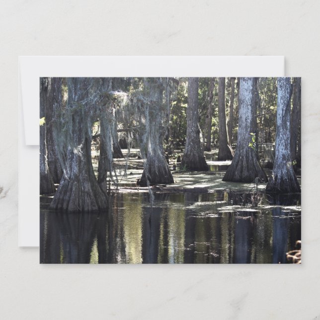 Bald Cypress Note Card (Front)