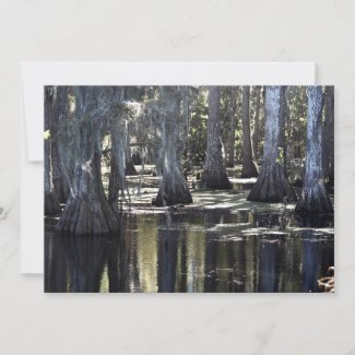 Bald Cypress