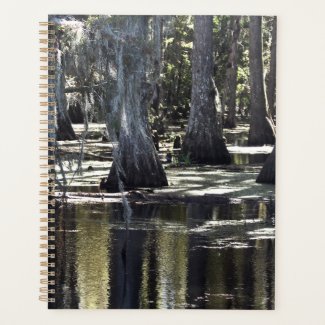 Bald Cypress