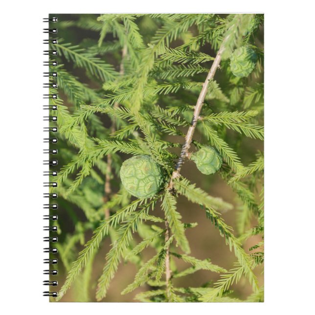 Bald Cypress Seed Cone Notebook (Front)