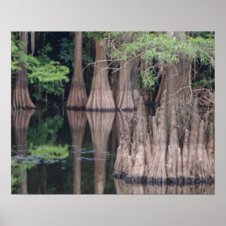 bald Cypress Tree Forest Poster