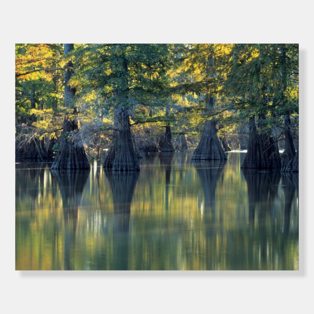 Bald Cypress Trees | Horseshoe Lake Illinois Foam Board (Front)