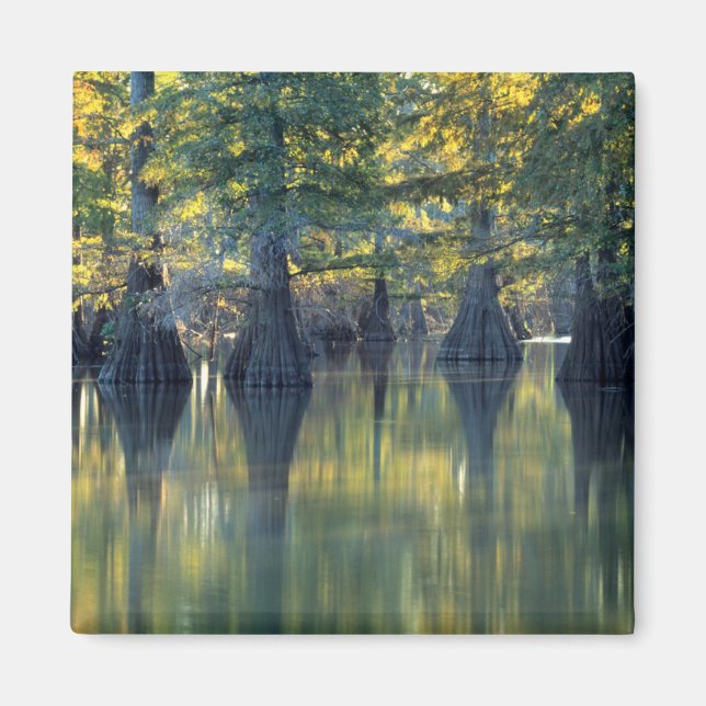 Bald Cypress Trees | Horseshoe Lake Illinois Magnet (Front)
