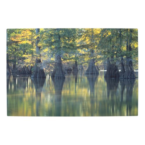 Bald Cypress Trees  Horseshoe Lake Illinois Metal Print