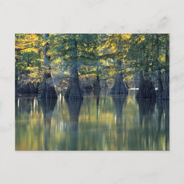 Bald Cypress Trees | Horseshoe Lake Illinois Postcard (Front)