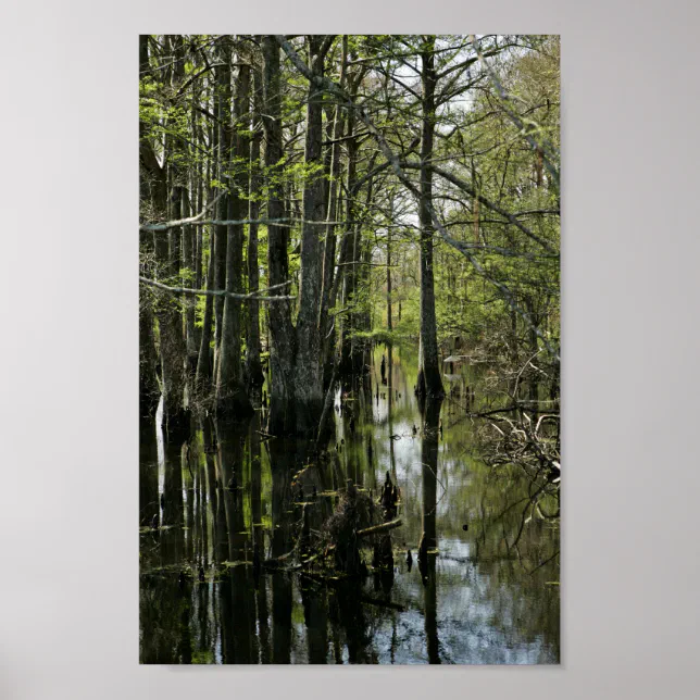 Bald cypress trees in swamp poster | Zazzle