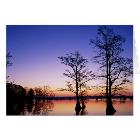 Bald cypress trees silhouetted at sunset, cards (Front Horizontal)
