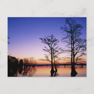 Bald cypress trees silhouetted at sunset, postcard