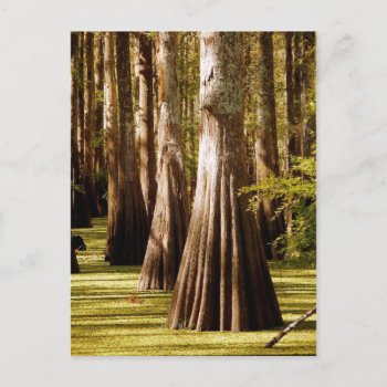 Bald Cypress Trees With Buttress Trunks Postcard by HTMimages at Zazzle