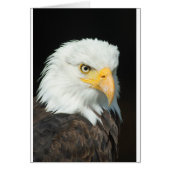 Bald Eagle (Front)