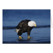 Bald Eagle (Front Horizontal)