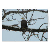 Bald Eagle (Front Horizontal)