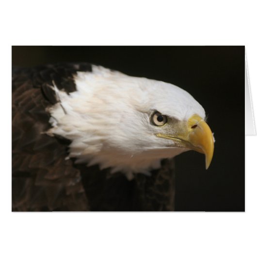 Bald Eagle (Front Horizontal)