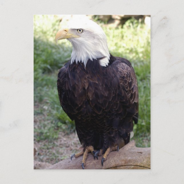 bald eagle4x6 postcard (Front)