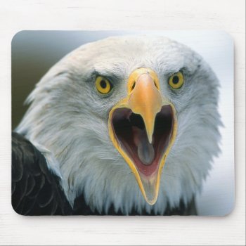 Bald Eagle #2-mousepad Mouse Pad by rgkphoto at Zazzle