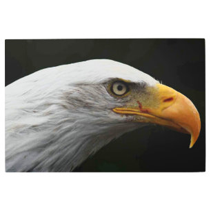 Bald Eagle 36x24 (90x60cm) wamecnm Metal Print