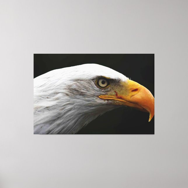 Bald Eagle 60x40 (150x100cm) waca Canvas Print (Front)