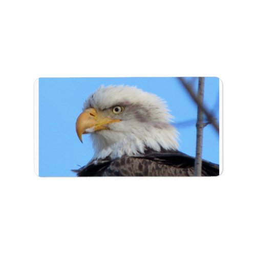 Bald Eagle Address Labels