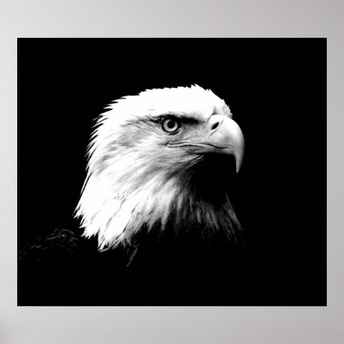 Bald Eagle American Eagle Poster Print