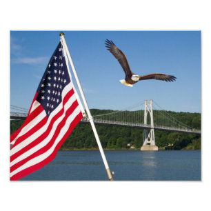 Bald Eagle (American Pride) Photo Print