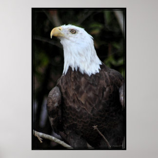 Bald Eagle Art Poster -40x60 -or smaller