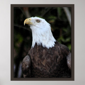 Bald Eagle Art Print -20x24 -or smaller