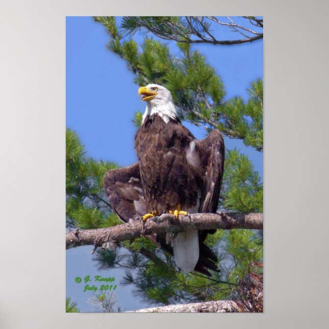 Bald Eagle as print or poster (Front)