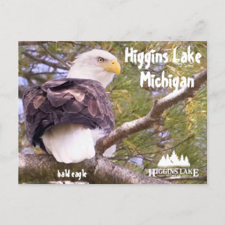 Bald eagle at Higgins Lake, Michigan Holiday Postcard