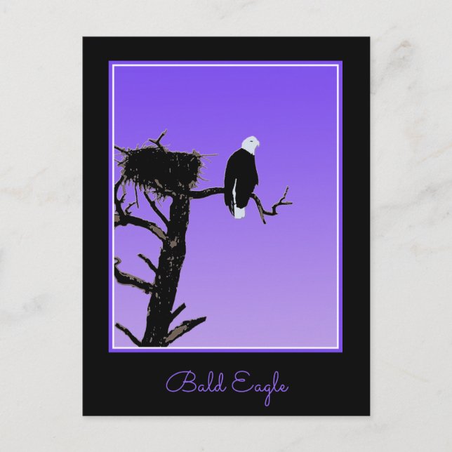 Bald Eagle at Sunset  - Original Wildlife Art Postcard (Front)