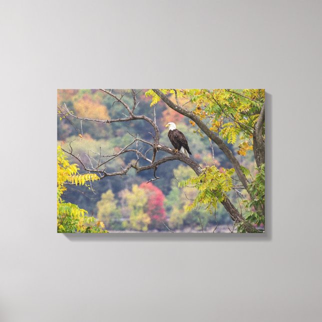 Bald Eagle Autumn Canvas Print (Front)