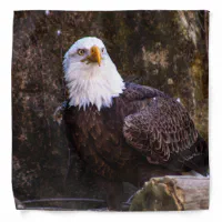 Bald Eagle with Bandana, Embroidered Baseball Cap