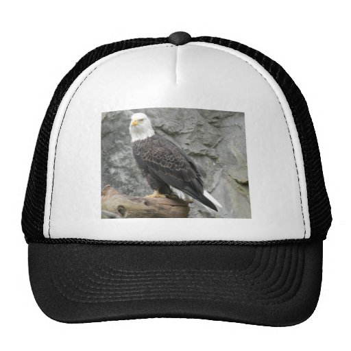 Bald Eagle Baseball Hat | Zazzle