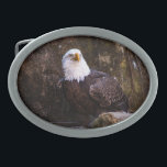 Bald Eagle Belt Buckle<br><div class="desc">An impressive photo of a majestic adult bald eagle. Photo by Joshua J. Cotten.</div>