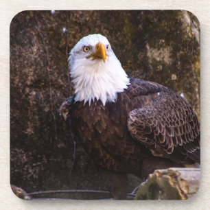 Bald Eagle Beverage Coaster