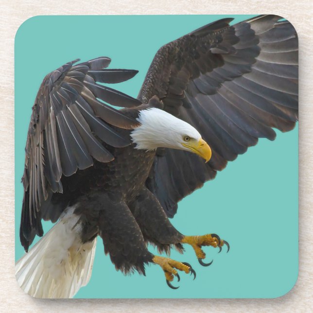 Bald eagle beverage coaster (Front)