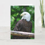 Bald Eagle Bird Greeting Card